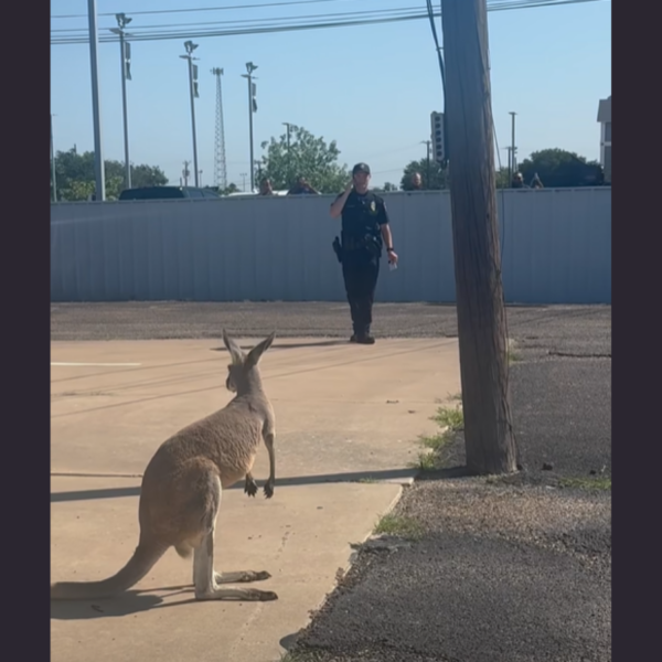 Texas Police End Another “Hop Pursuit” After Repeat Offender Kangaroo Escapes Again
