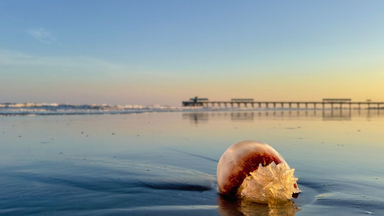 Folly Beach, South Carolina, with wet sand and Folly Beach Pier in the background