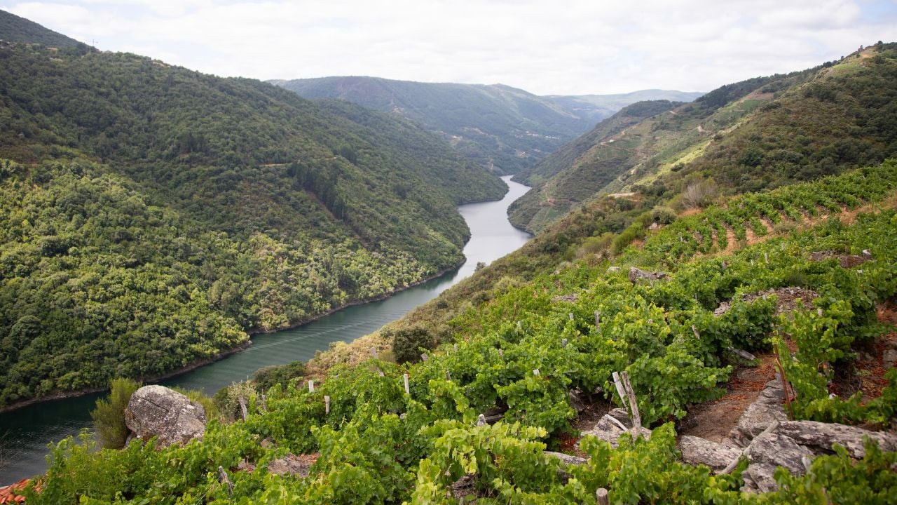 Vineyards and Sil Canyon in Ribeira Sacra, Galicia, Spain