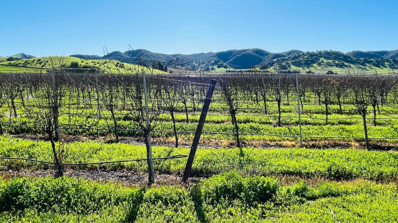 Vineyards In Santa Barbara Wine Country