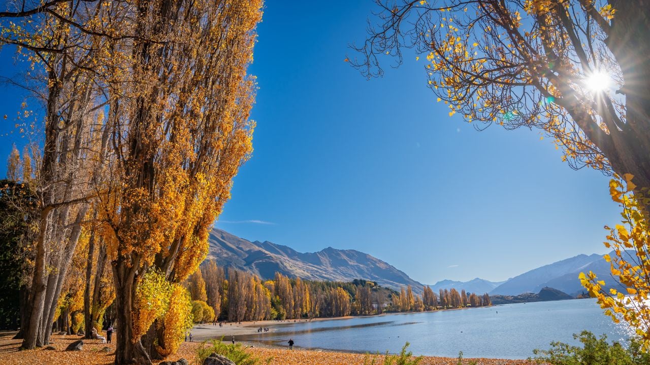 Autumn tree beside Lake Wānaka with snow-capped mountains in the background