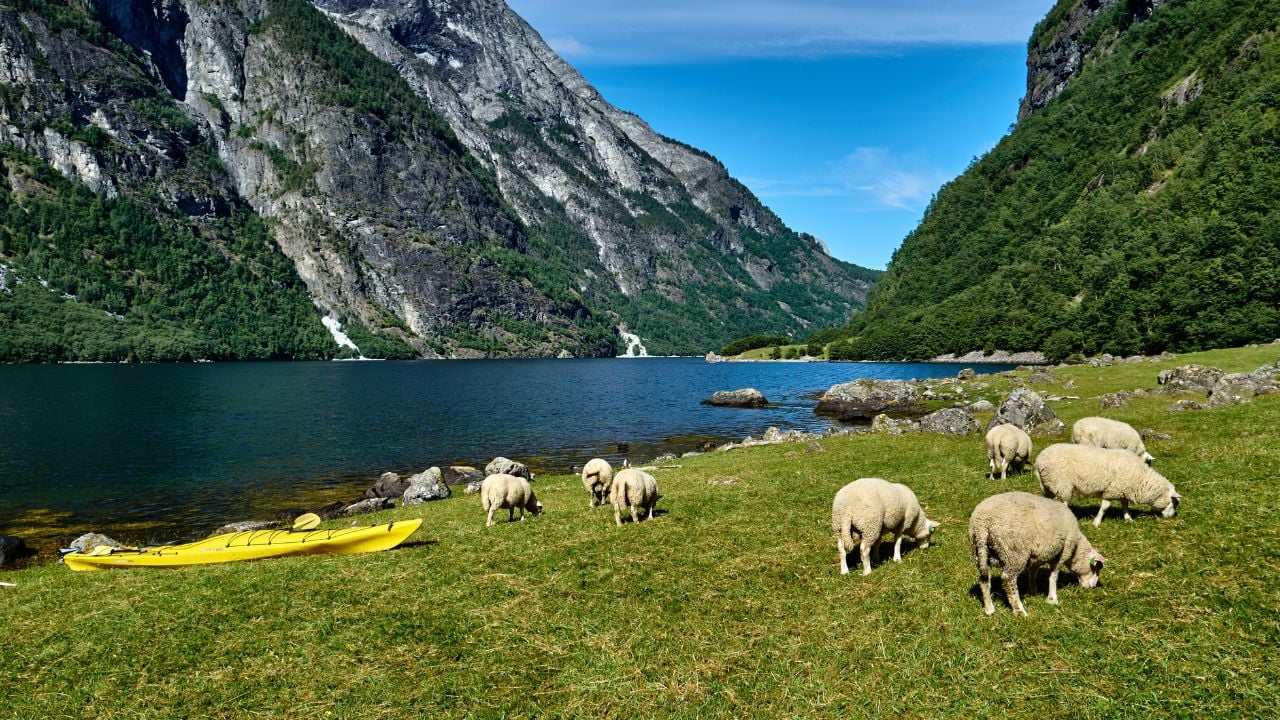 Grazing sheep and a kayak near Nærøyfjord in Norway.