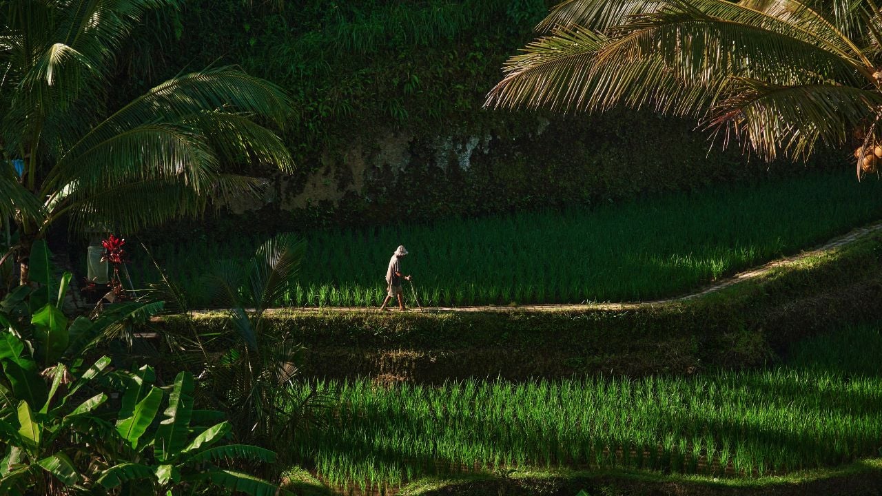 Green rice terraces near Ubud, Bali, Indonesia.