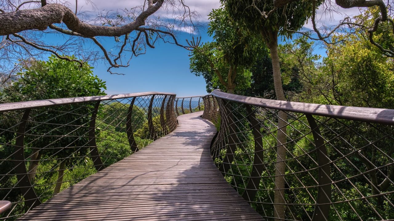 View of the boomslang walkway in the Kirstenbosch botanical garden in Cape Town, Canopy bridge at Kirstenbosch Gardens in Cape Town, built above the lush foliage.