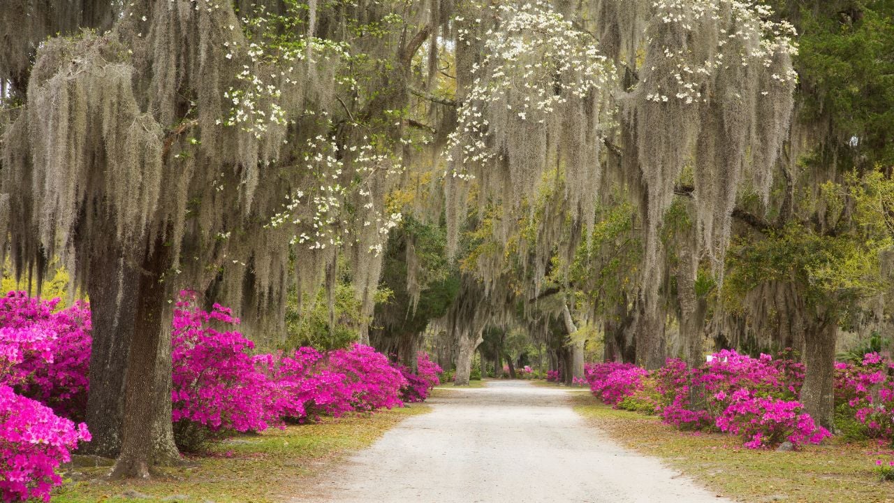 USA, Georgia, Savannah. Azaleas in bloom along drive at Bonaventure Cemetery.
