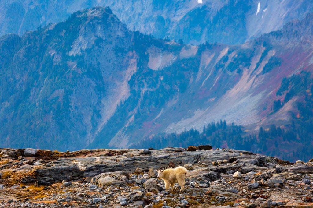 sahale goats 6S7A3373