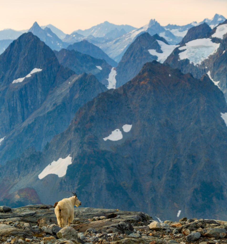 sahale goats 6S7A3378