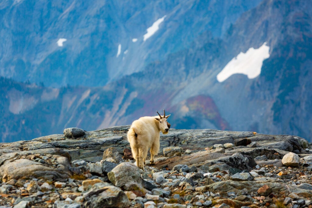 sahale goats 6S7A3383