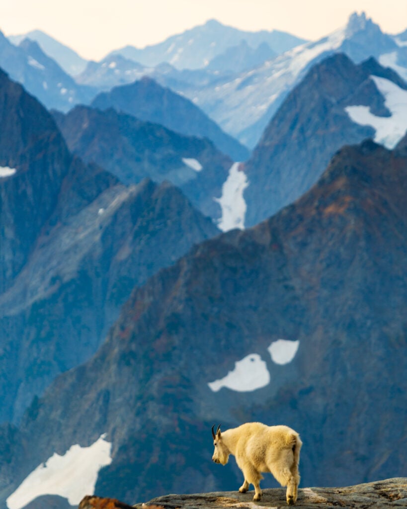 sahale goats 6S7A3387 1