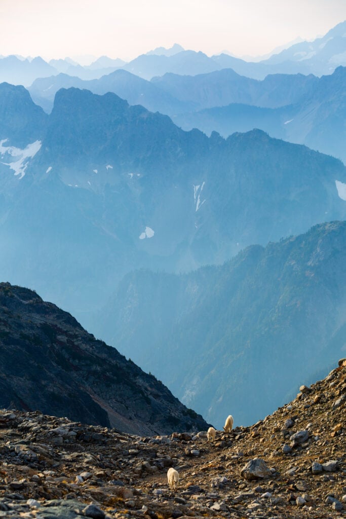 sahale goats 6S7A3434