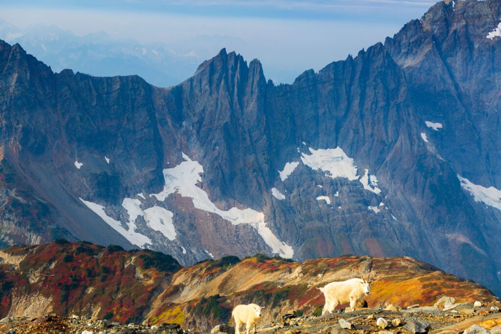 sahale goats 6S7A3443