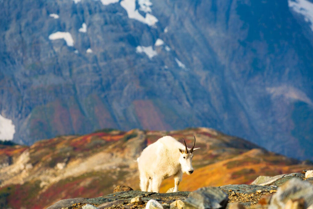 sahale goats 6S7A3446