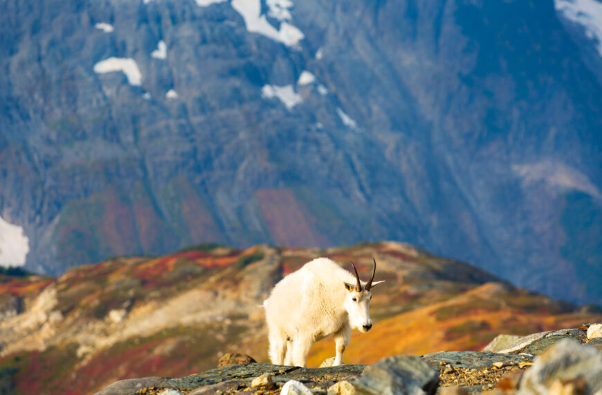 Photographer Captures Breathtaking Mountain Goat Photos in Washington’s Backcountry
