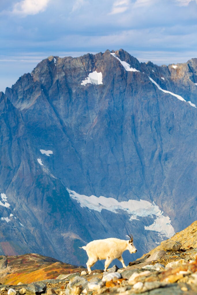sahale goats 6S7A3450