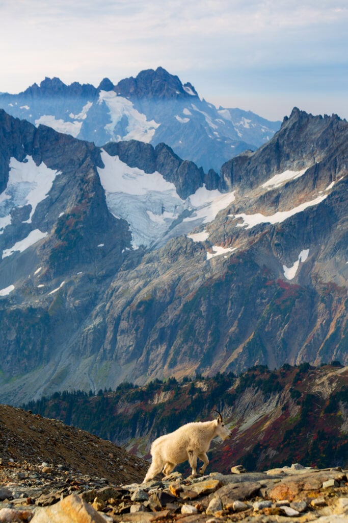 sahale goats 6S7A3453