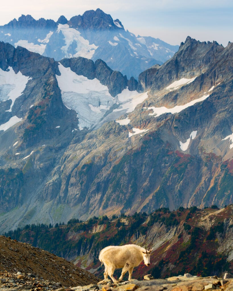 sahale goats 6S7A3457