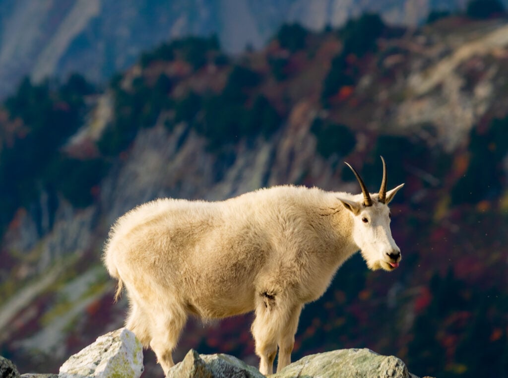 sahale goats 6S7A3459