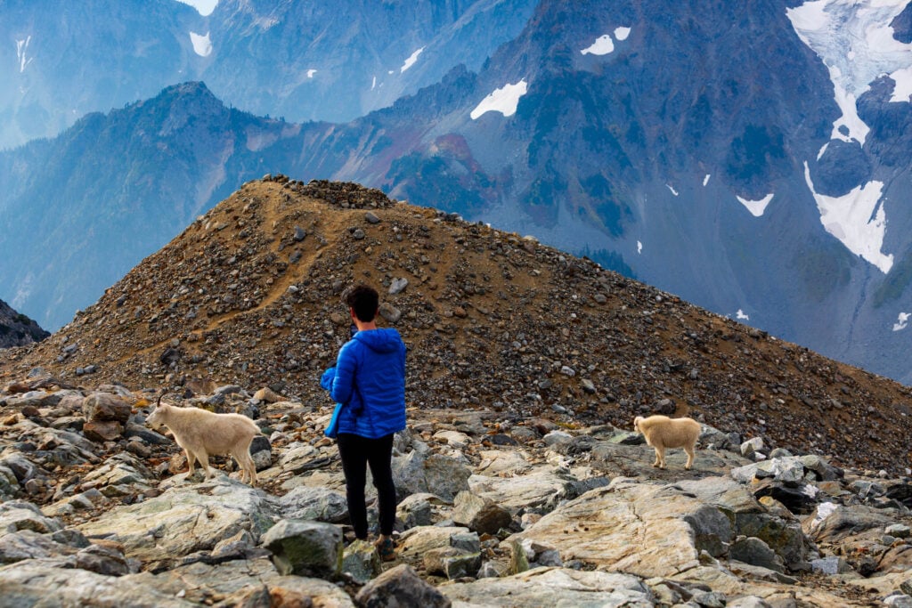 sahale goats 6S7A3471