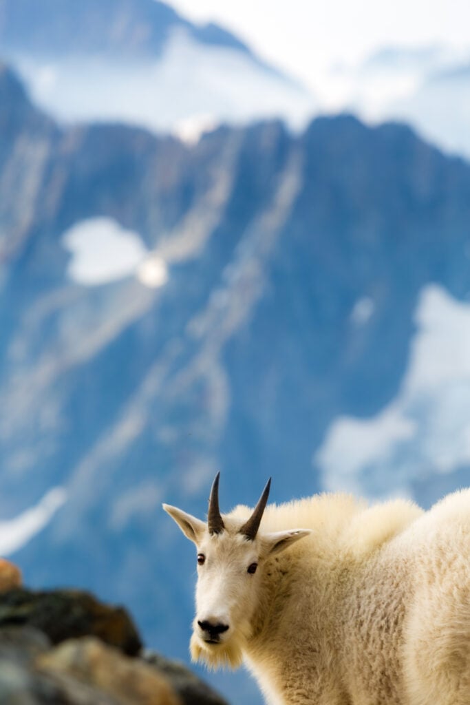 sahale goats 6S7A3495