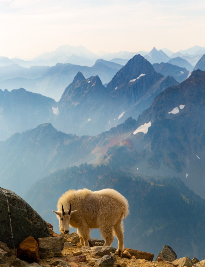 sahale goats 6S7A3500