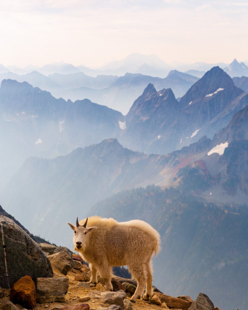 sahale goats 6S7A3514