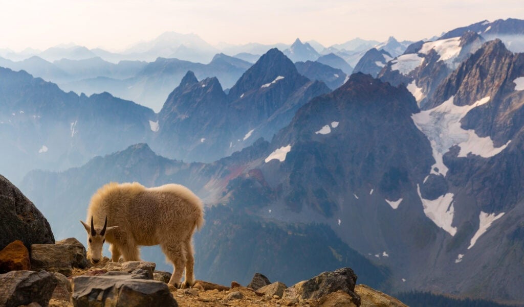 A mountain goat faces the camera on a rocky ridgeline with expansive hazy mountain ranges behind it