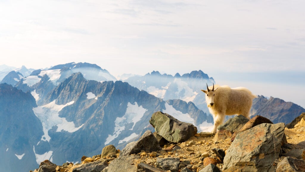 sahale goats 6S7A3524