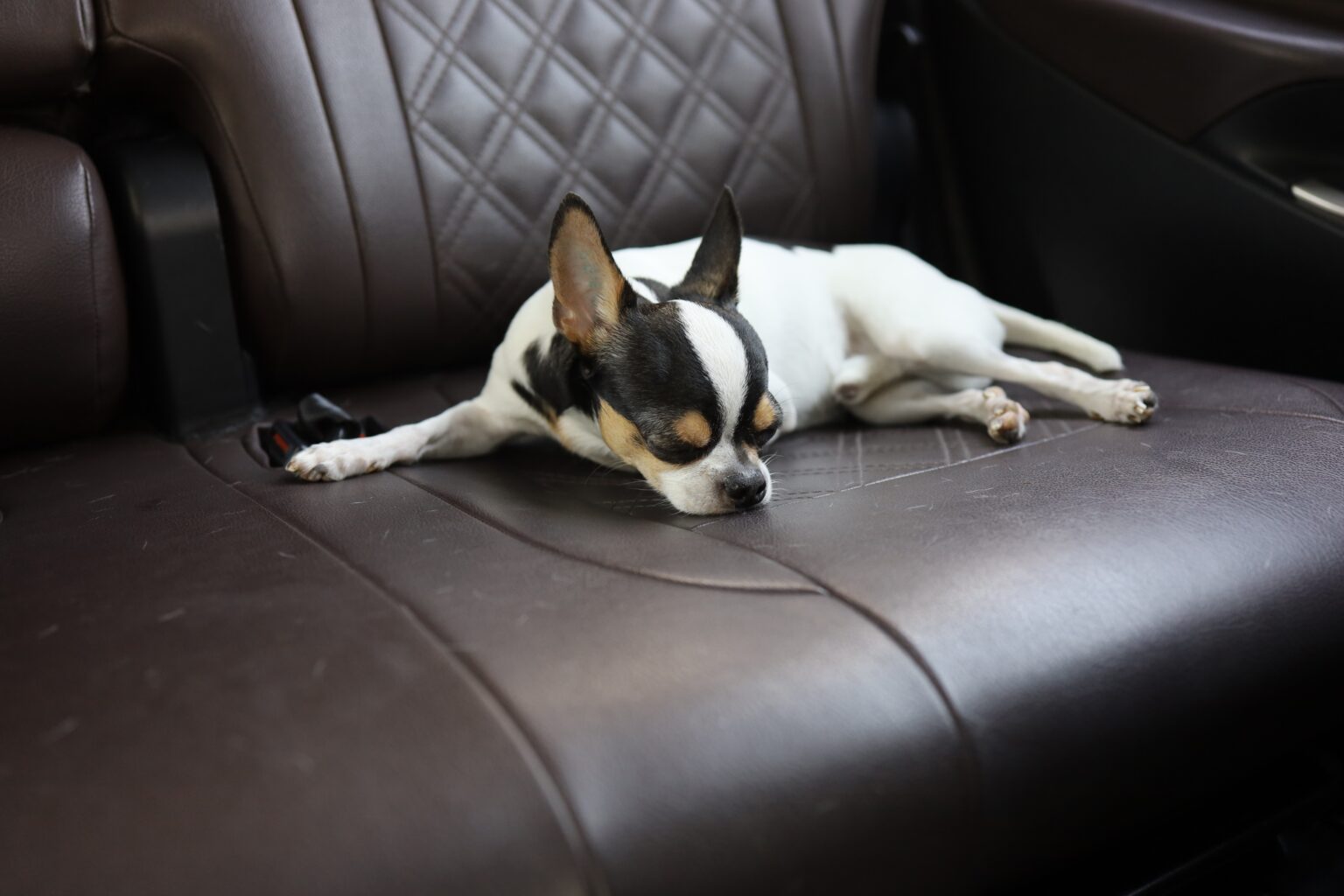 Woman Arrested at Cedar Point After Leaving Puppy Locked in Hot Car for ...