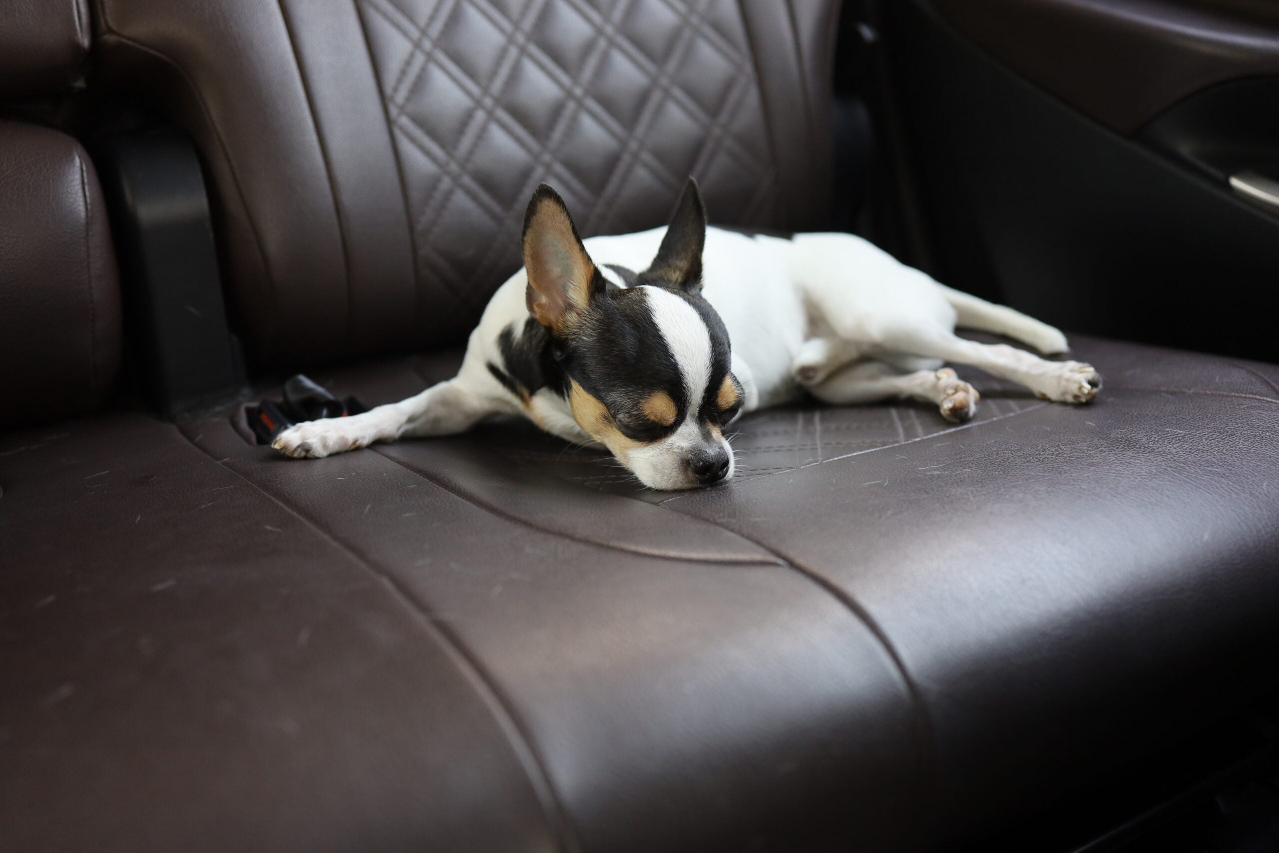dog laying in car seat