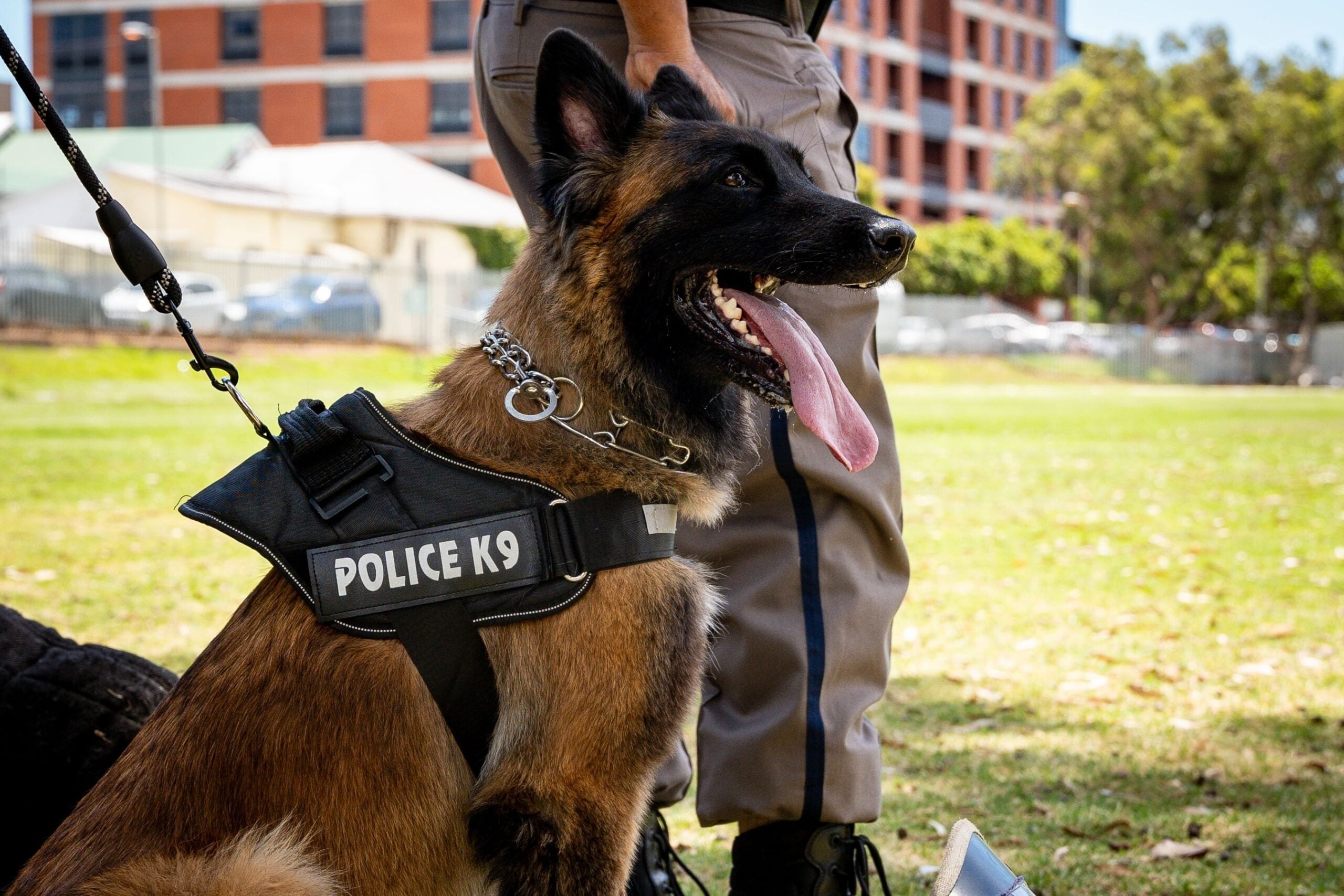 police dog k9 unit