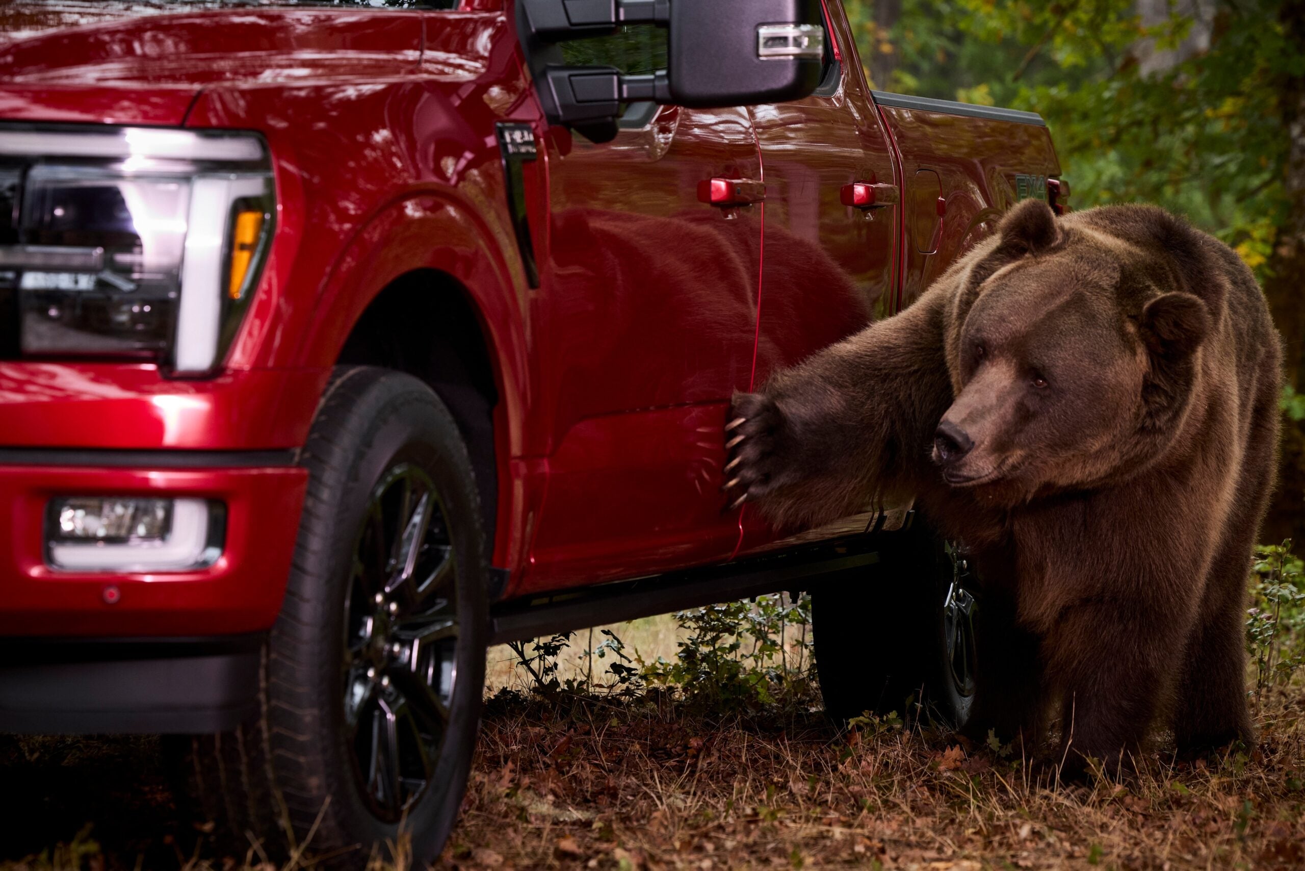 Bear Security 5 scaled