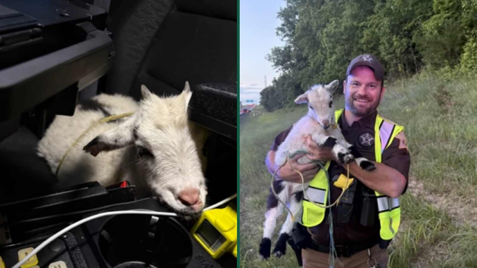 Deputies Rescue Baby Goat From Interstate and Earn the Internet's Approval