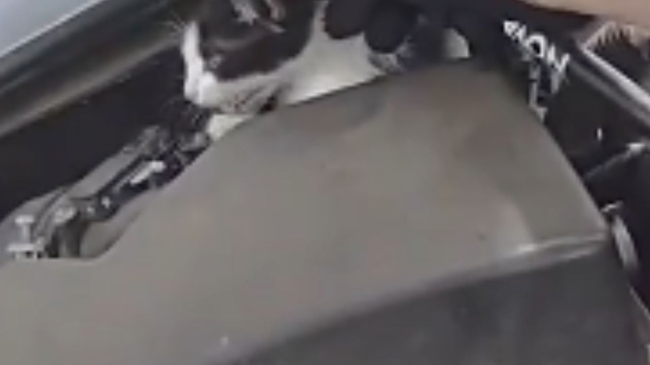Kitten comes out of car engine during a rescue by Hall County Sheriff's Office deputies in Georgia.