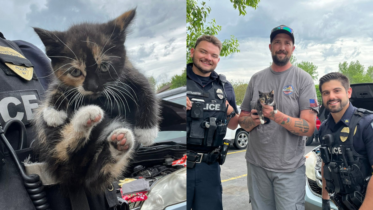 Kitten Rescued Twice