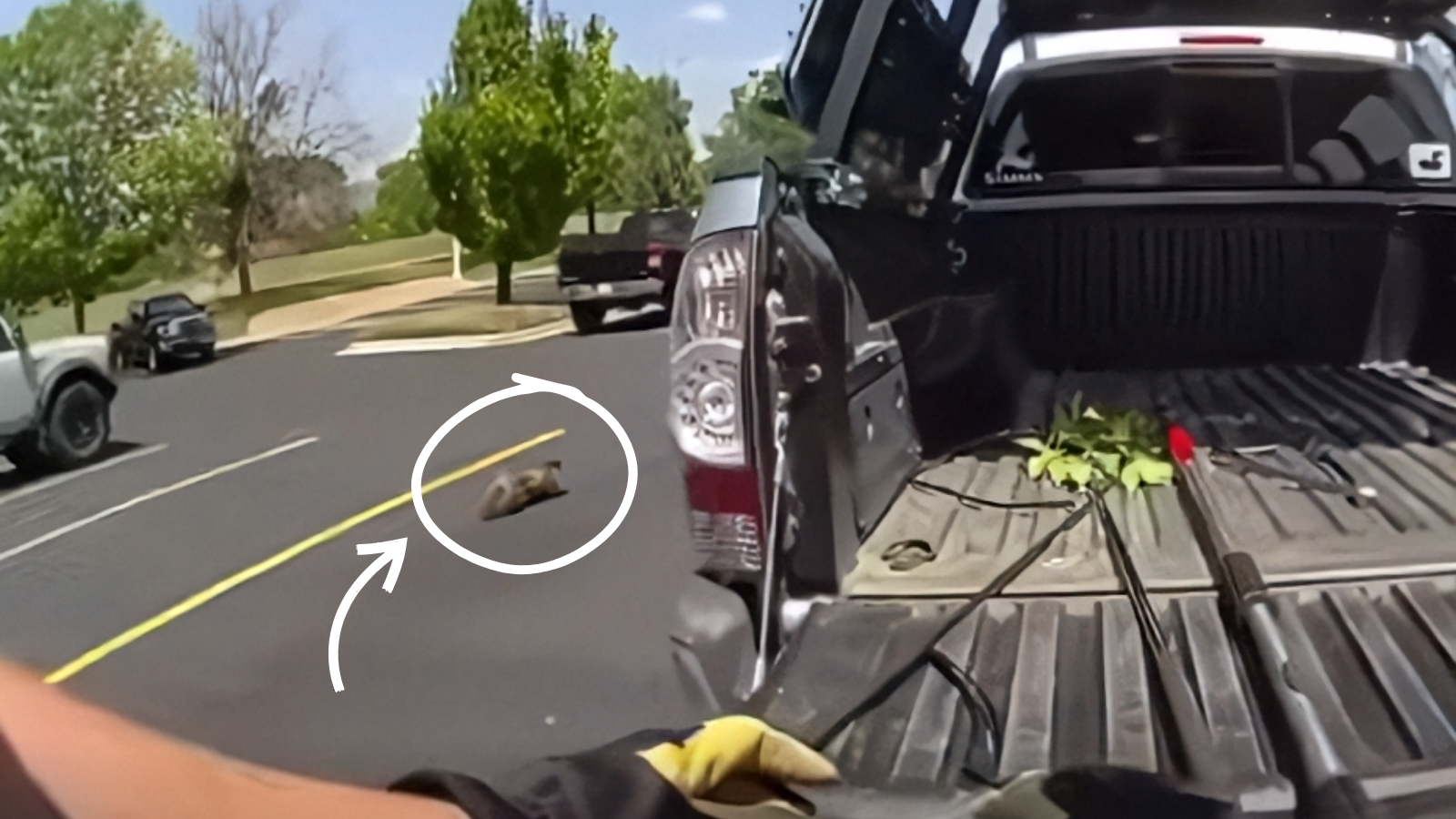 Marmot Hitchhikes From Winter Park to Lafayette and Refuses to Leave