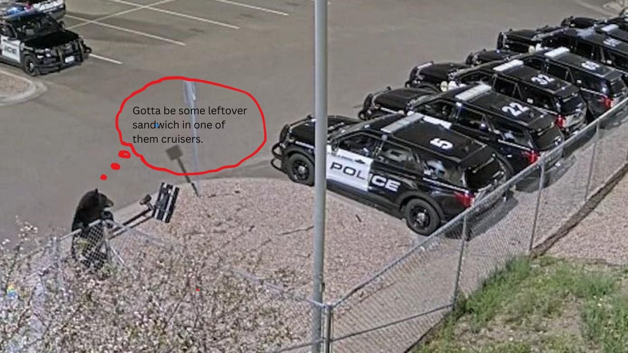 Castle Rock Police Process a Four-Legged Trespasser.