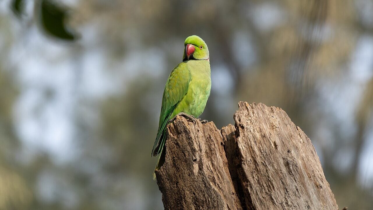 Parakeet.