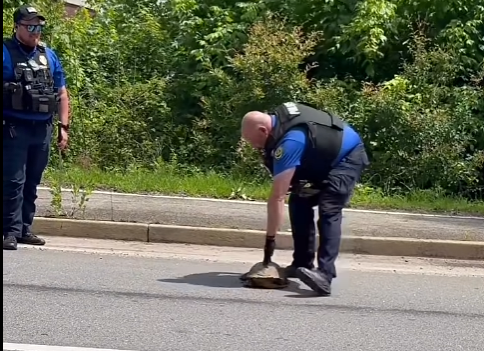 snapping turtle on road
