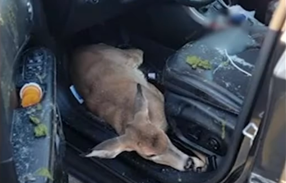 deer hits car after falling from overpass