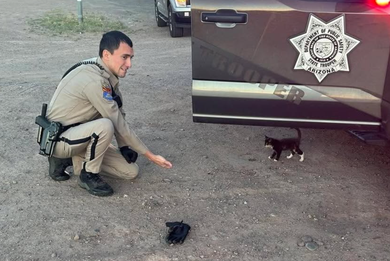 cops rescue kittens after DUI