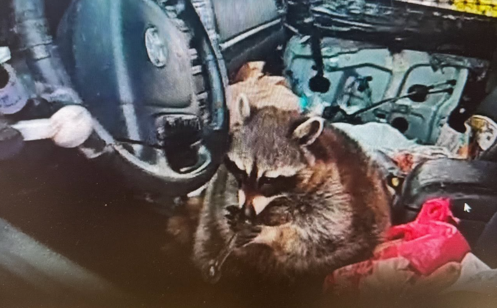 raccoon has meth pipe in car