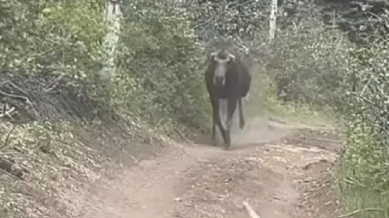 moose chases dog on hunt
