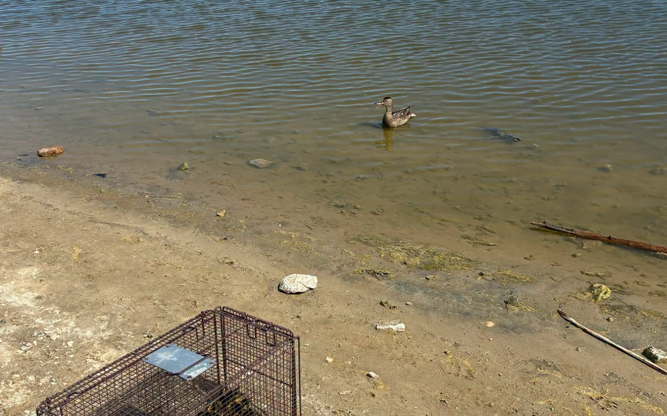 duck rescue