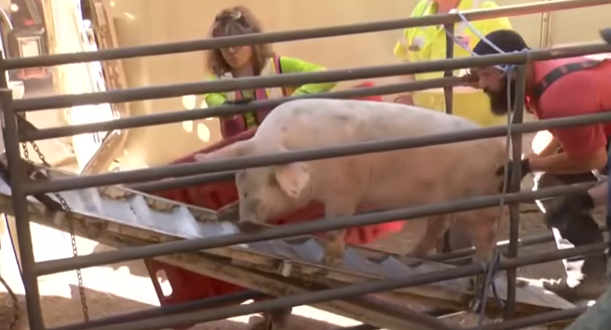 pigs rescued on ramp