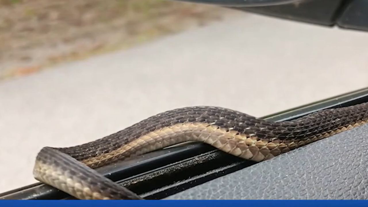 Snake car wolfeboro