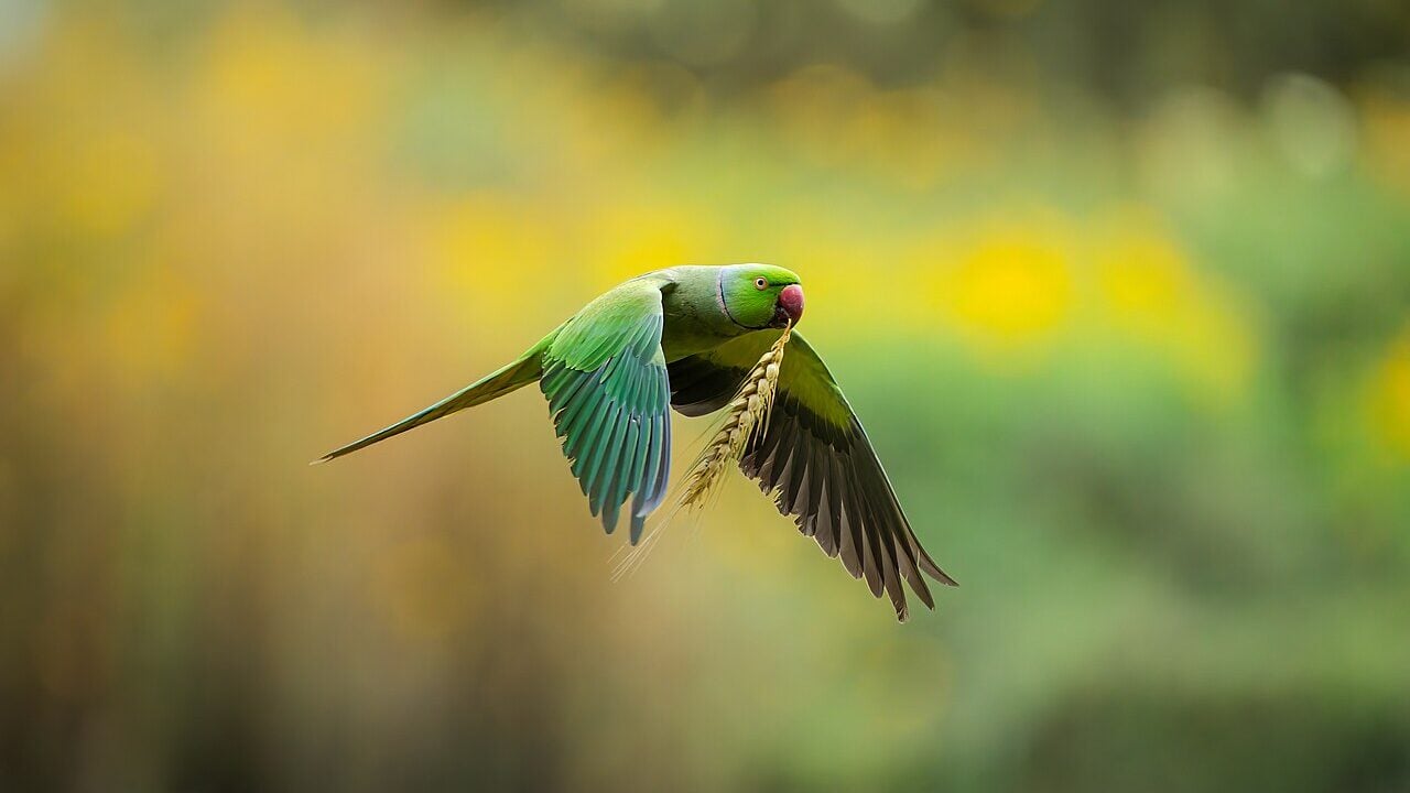 Ring-Necked Parakeet