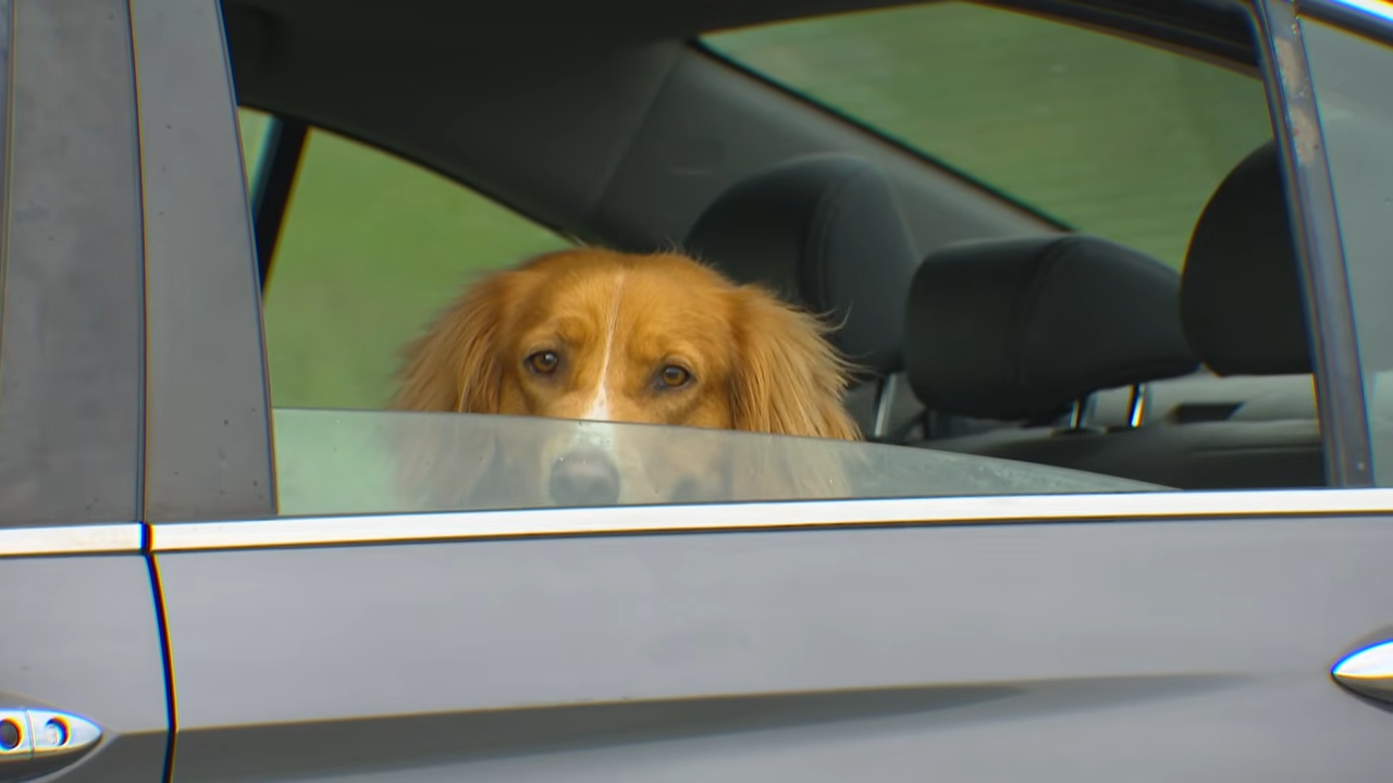 couple has dog stolen in car