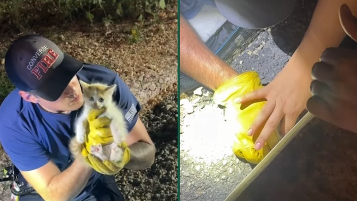 This Tiny Kitten Picked the Worst Hiding Spot in Texas and the Best Humans Found It