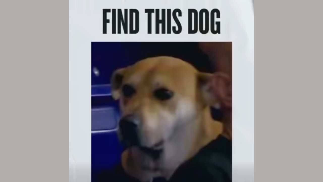 missing dog marlins game
