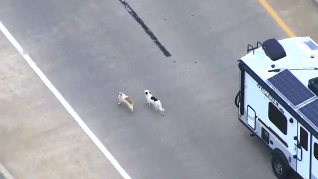 dogs loose on busy highway